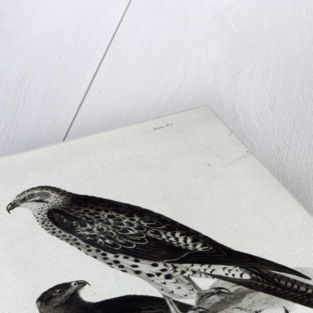 Birds of Prey by English School