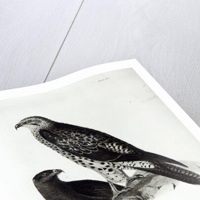 Birds of Prey by English School