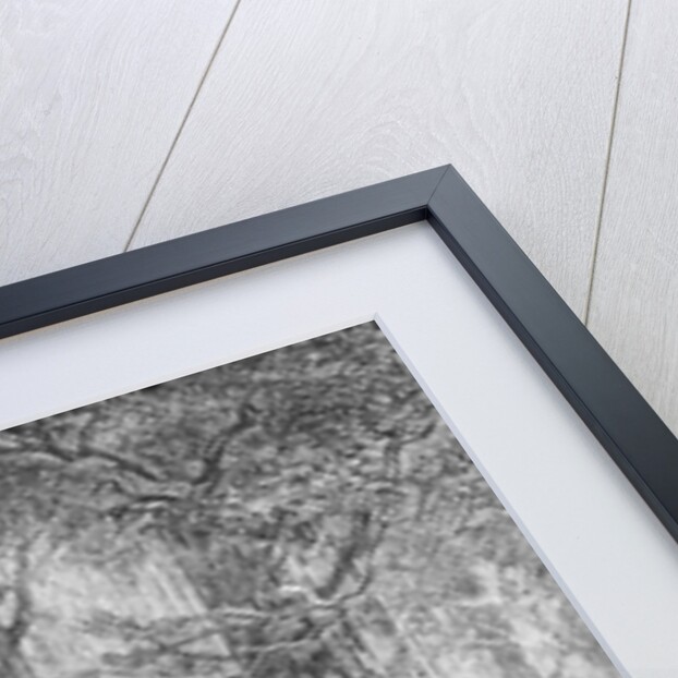 Bark engraved by Charles Laplante by A. Faguet