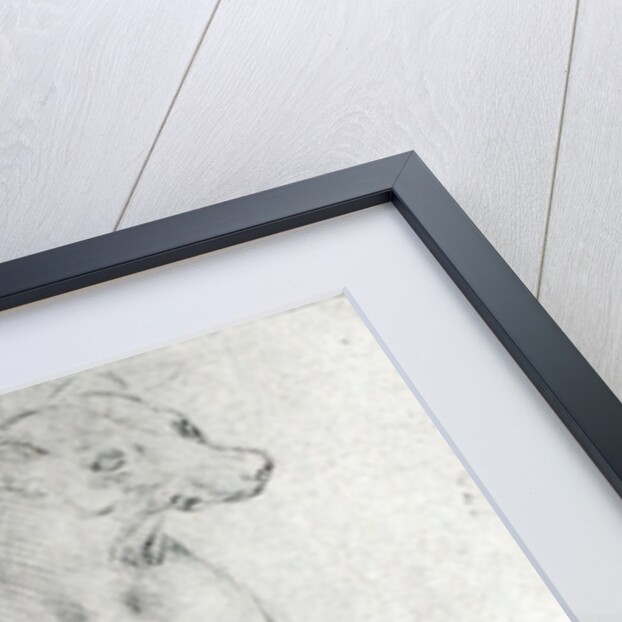 Study of a dog and a cat, c.1480 by Leonardo da Vinci