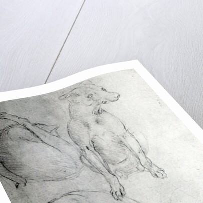 Study of a dog and a cat, c.1480 by Leonardo da Vinci