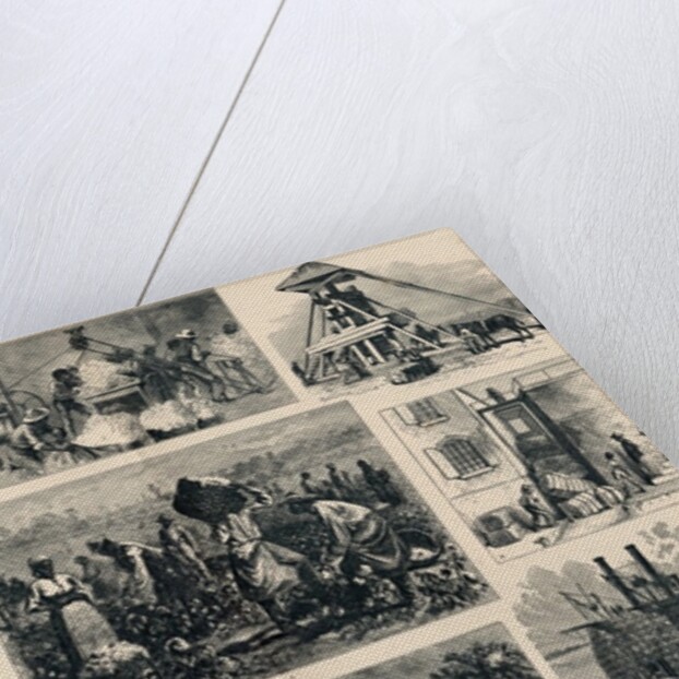 Cotton: its Cultivation and Preparation in America by English School