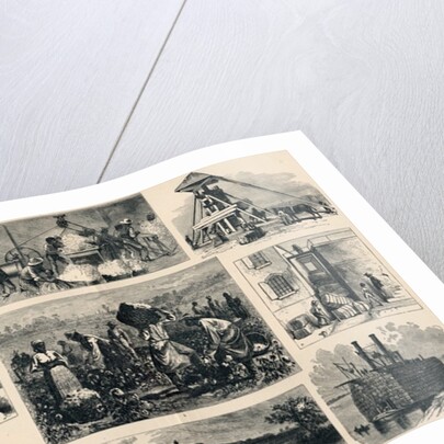 Cotton: its Cultivation and Preparation in America by English School