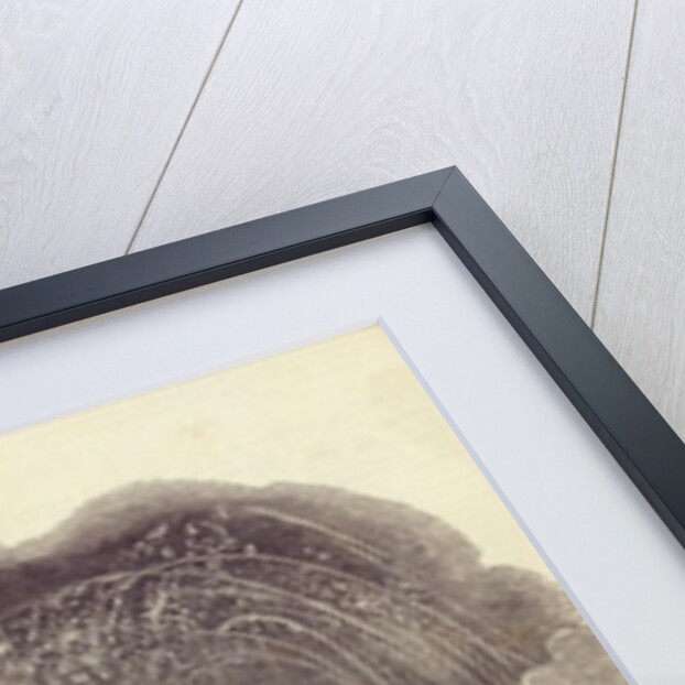 Illuminations of Cologne, 23rd August 1845 by English School