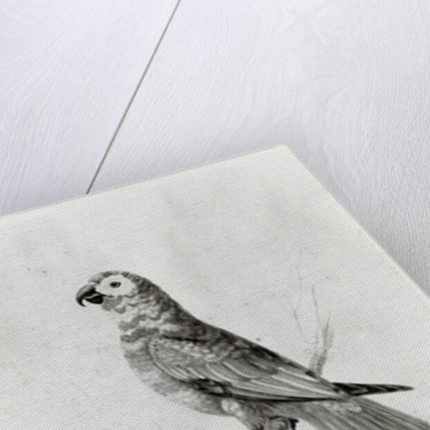 A Parrot, 1786 by Sarah Stone