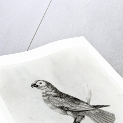 A Parrot, 1786 by Sarah Stone