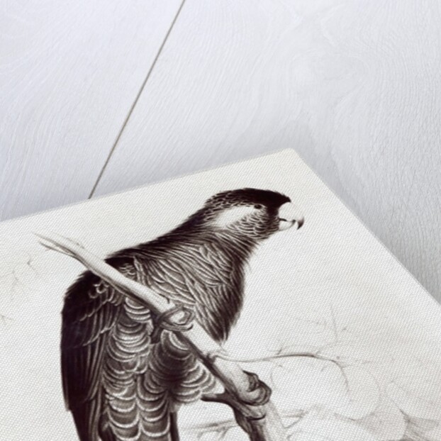 Calyptorhynchus Baudinii, or Baudin's Cockatoo, 1832 by Edward Lear