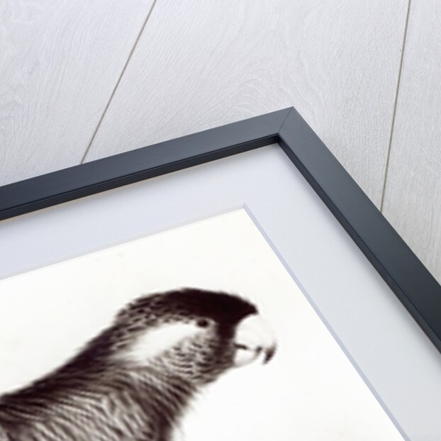 Calyptorhynchus Baudinii, or Baudin's Cockatoo, 1832 by Edward Lear