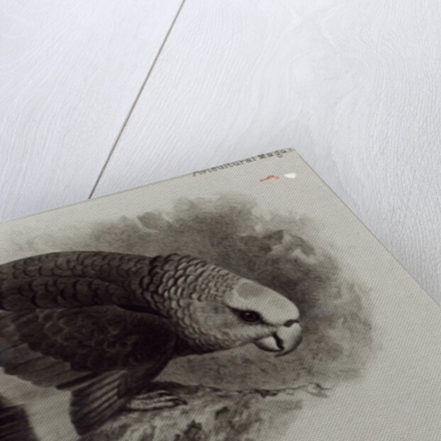 Guilding's Amazon Parrot by English School