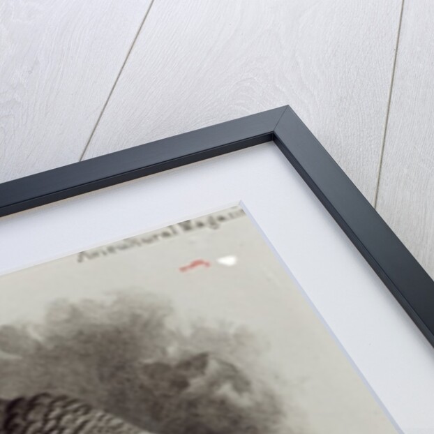 Guilding's Amazon Parrot by English School