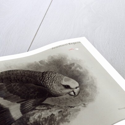 Guilding's Amazon Parrot by English School