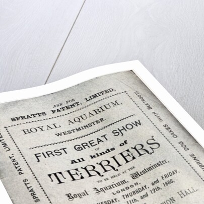 Poster advertising the Allied Terrier Club Show at the Royal Aquarium, Westminster in 1886 by English School