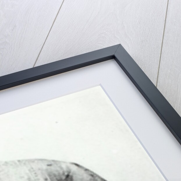 Sarojini Naidu by English Photographer