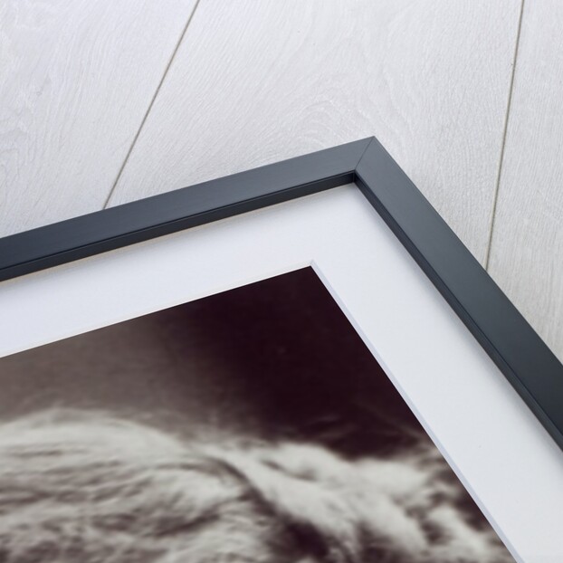 Stella Duckworth, 1895 by English Photographer