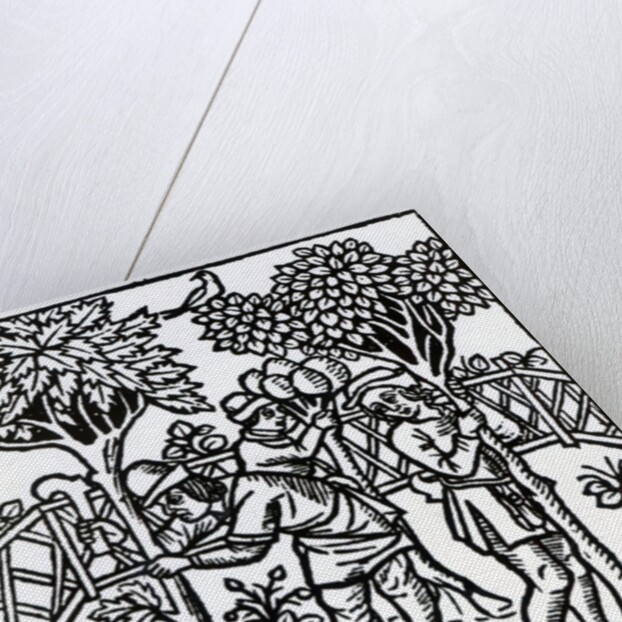 Tending Vines from 'Livre des prouffits champetres' by Petrus de Crescentiis, edition published in 1529 by French School