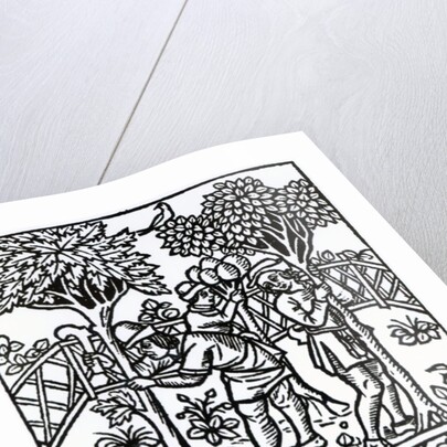 Tending Vines from 'Livre des prouffits champetres' by Petrus de Crescentiis, edition published in 1529 by French School