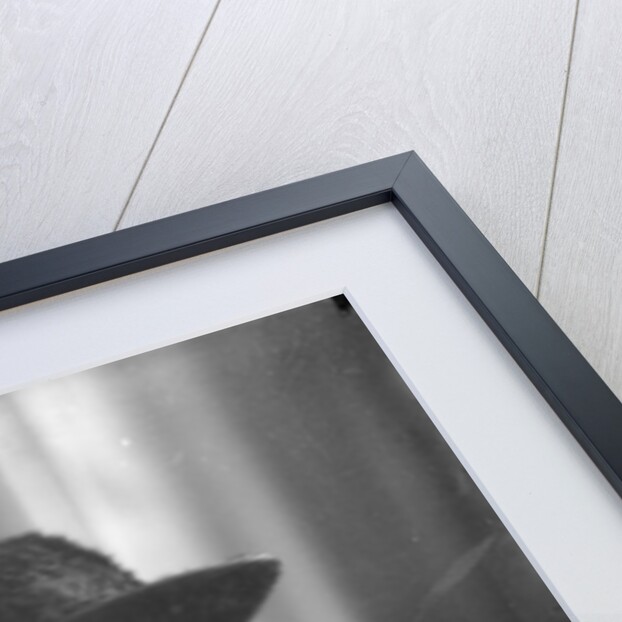 Charles Voysey by English Photographer