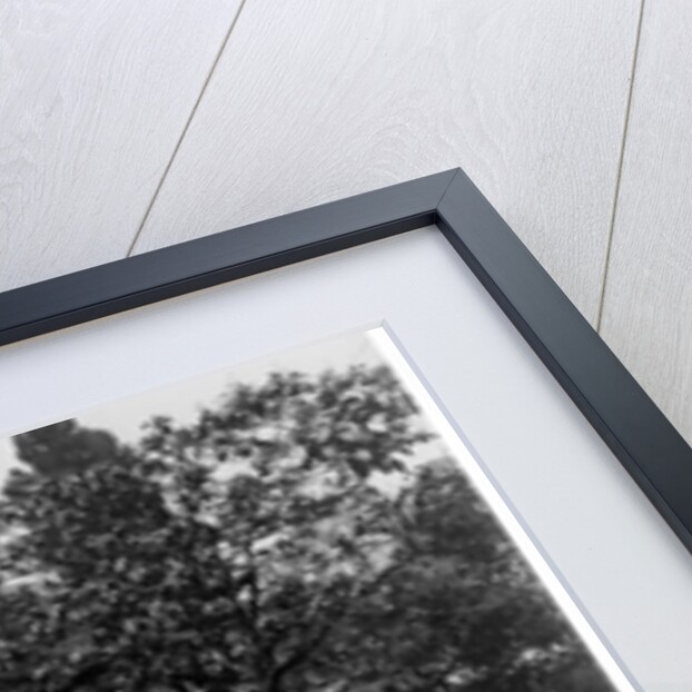 The Bois de Boulogne, Paris, c.1900 by French Photographer