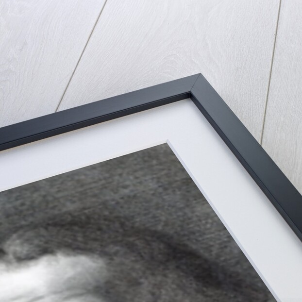 Marco Alvise Pitteri, engraved by the subject by Giambattista (after) Piazzetta