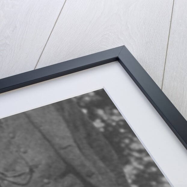 Thomas Hardy by English Photographer