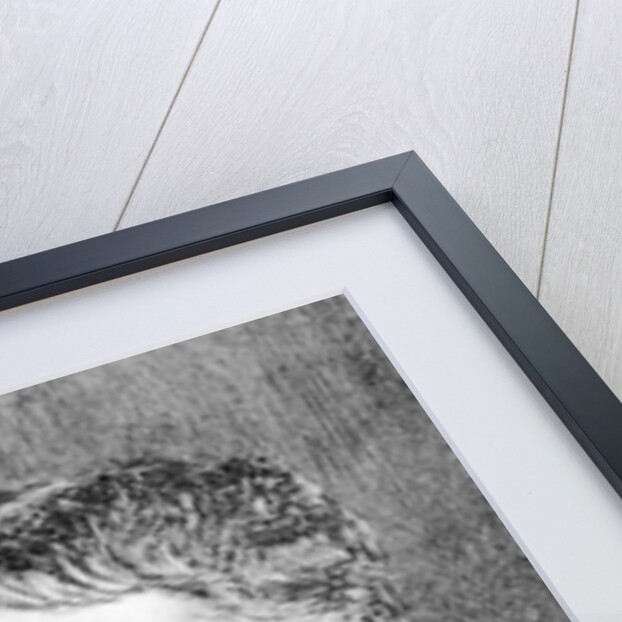 George du Maurier by English School