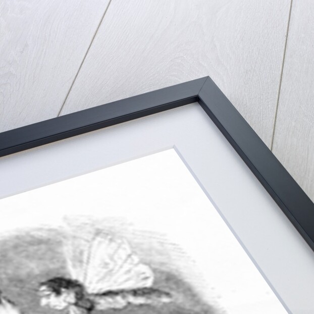 The Puseyite Moth and the Roman Candle by English School