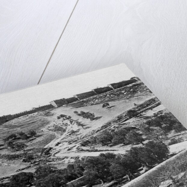 Garden of Gethsemane, 1857 by James & Beato Felice (1832-1909) Robertson