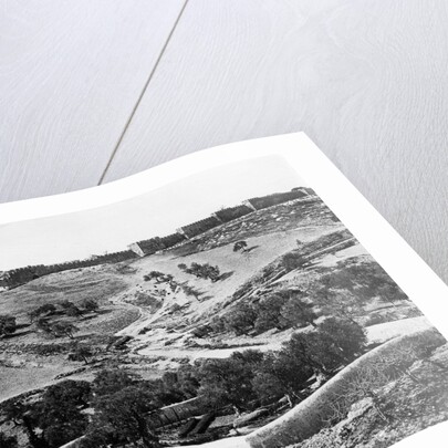 Garden of Gethsemane, 1857 by James & Beato Felice (1832-1909) Robertson