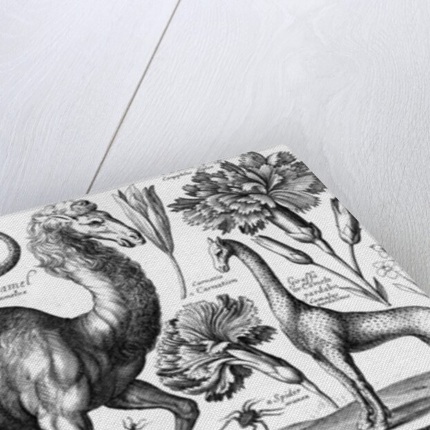 Animalium, Ferarum et Bestiarum by Wenceslaus Hollar