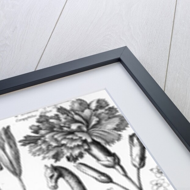 Animalium, Ferarum et Bestiarum by Wenceslaus Hollar