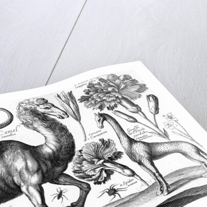 Animalium, Ferarum et Bestiarum by Wenceslaus Hollar