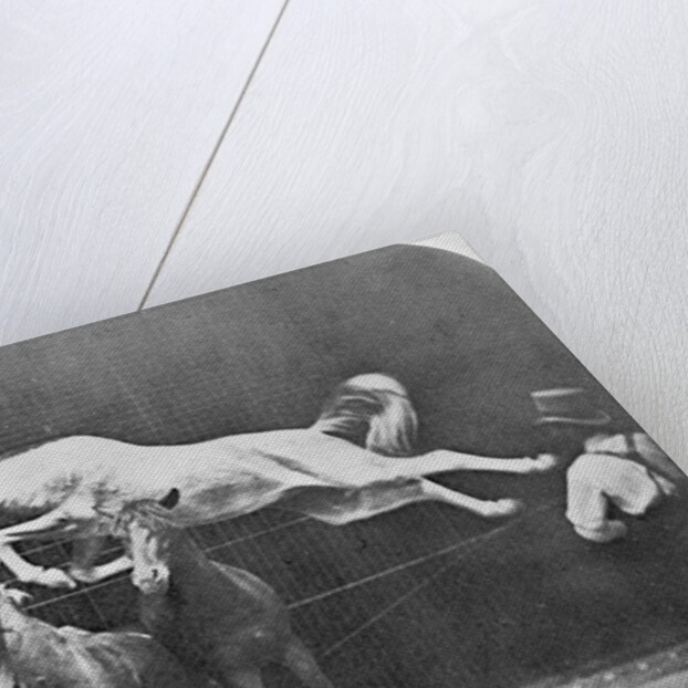 Jumping over three horses...chestnut horse Hornet by Eadweard Muybridge