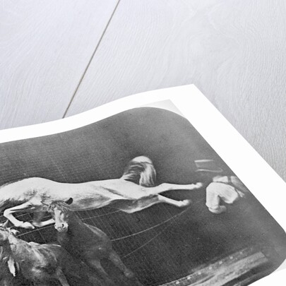 Jumping over three horses...chestnut horse Hornet by Eadweard Muybridge