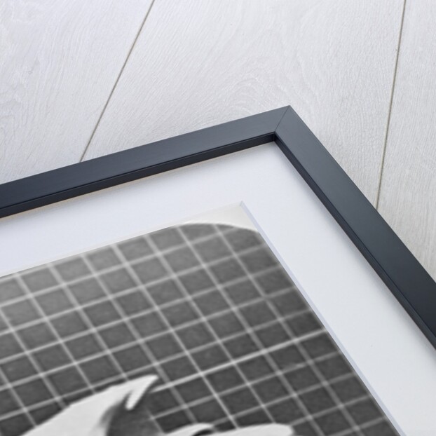 Cockatoo in flight by Eadweard Muybridge