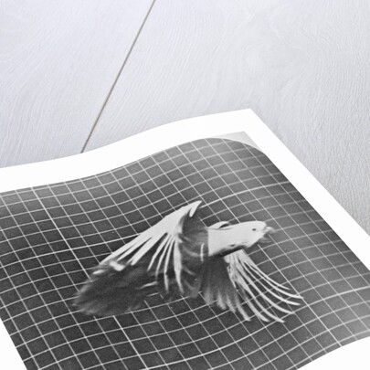 Cockatoo in flight by Eadweard Muybridge