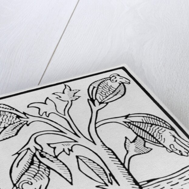 Cotton plant, as imagined by John Mandeville by English School