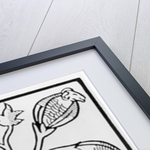 Cotton plant, as imagined by John Mandeville by English School