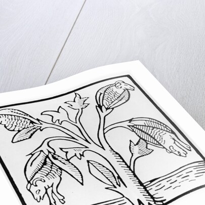 Cotton plant, as imagined by John Mandeville by English School