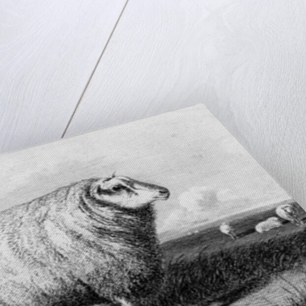 A Leicester Tup by John (after) Sheriff