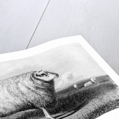 A Leicester Tup by John (after) Sheriff