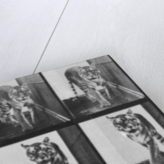 Tiger pacing by Eadweard Muybridge
