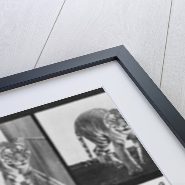 Tiger pacing by Eadweard Muybridge