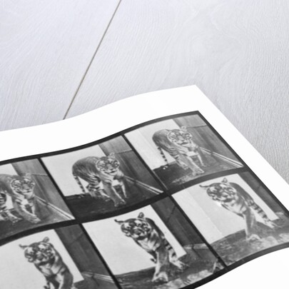 Tiger pacing by Eadweard Muybridge