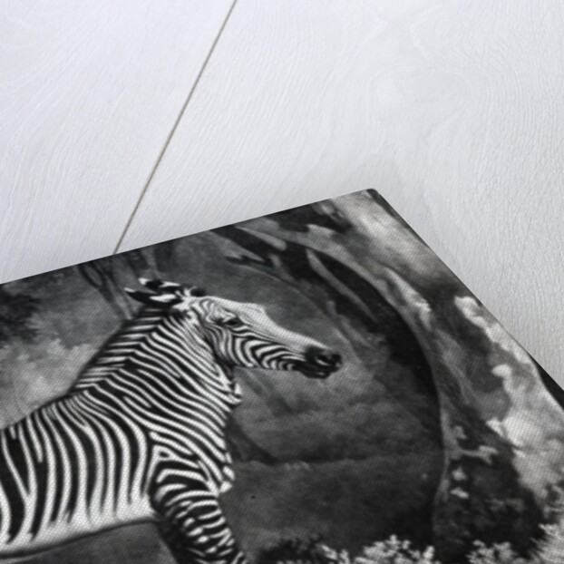 The Sebra, or Wild Ass by George (after) Stubbs