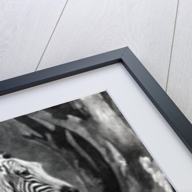 The Sebra, or Wild Ass by George (after) Stubbs