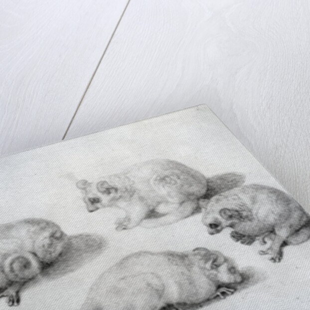 Studies of a Lemur, 1773 by George Stubbs