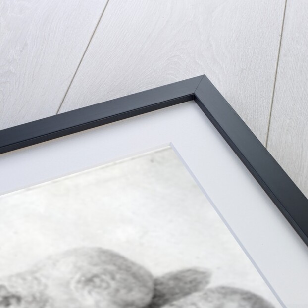 Studies of a Lemur, 1773 by George Stubbs