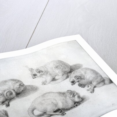 Studies of a Lemur, 1773 by George Stubbs