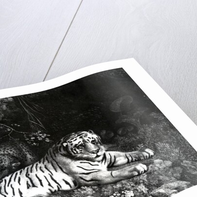 Two Tigers, 1788 by George Stubbs