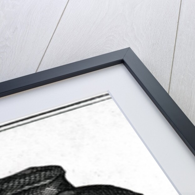 Daniel Dancer by English School